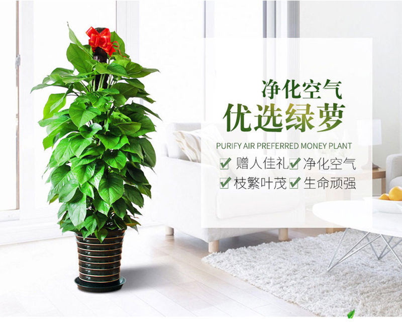 大綠蘿盆栽
